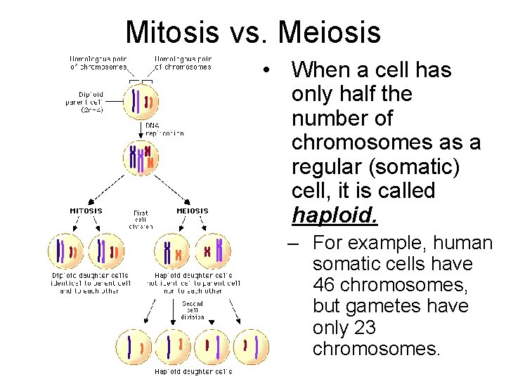 Mitosis vs. Meiosis • When a cell has only half the number of chromosomes