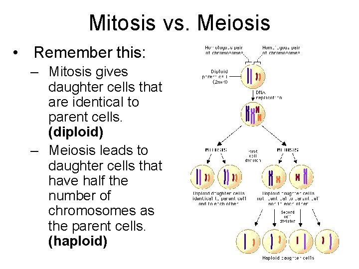 Mitosis vs. Meiosis • Remember this: – Mitosis gives daughter cells that are identical