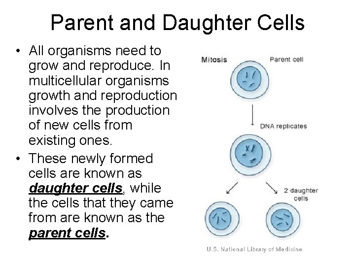 Parent and Daughter Cells • All organisms need to grow and reproduce. In multicellular