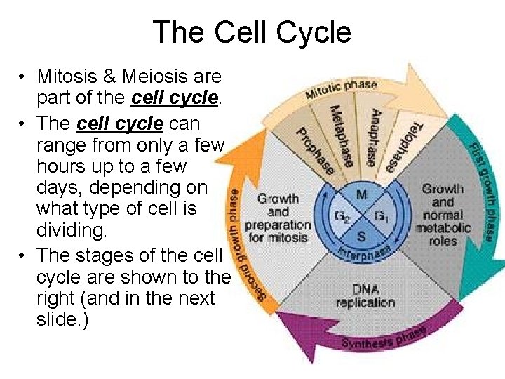 The Cell Cycle • Mitosis & Meiosis are part of the cell cycle. • The Cell Cycle • Mitosis & Meiosis are part of the cell cycle. •
