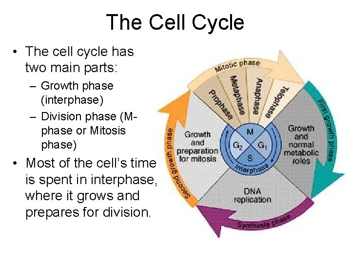 The Cell Cycle • The cell cycle has two main parts: – Growth phase The Cell Cycle • The cell cycle has two main parts: – Growth phase
