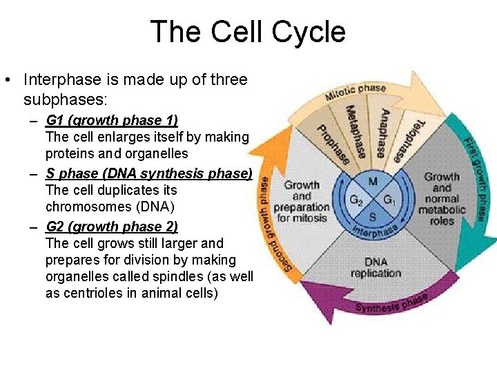 The Cell Cycle • Interphase is made up of three subphases: – G 1