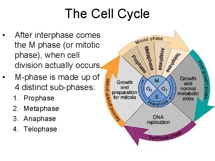 The Cell Cycle • • After interphase comes the M phase (or mitotic phase), The Cell Cycle • • After interphase comes the M phase (or mitotic phase),