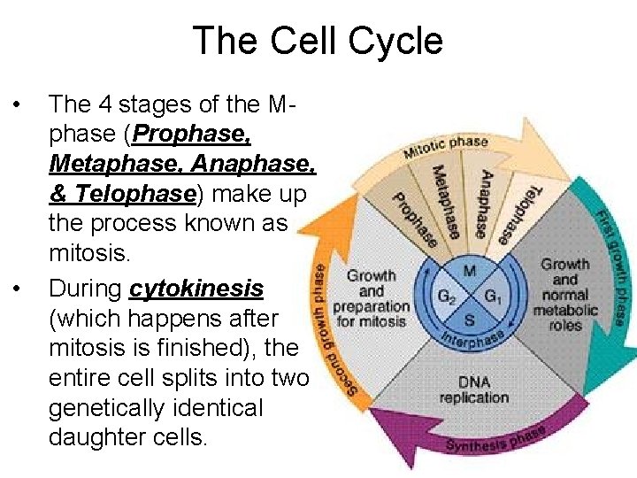 The Cell Cycle • • The 4 stages of the Mphase (Prophase, Metaphase, Anaphase,