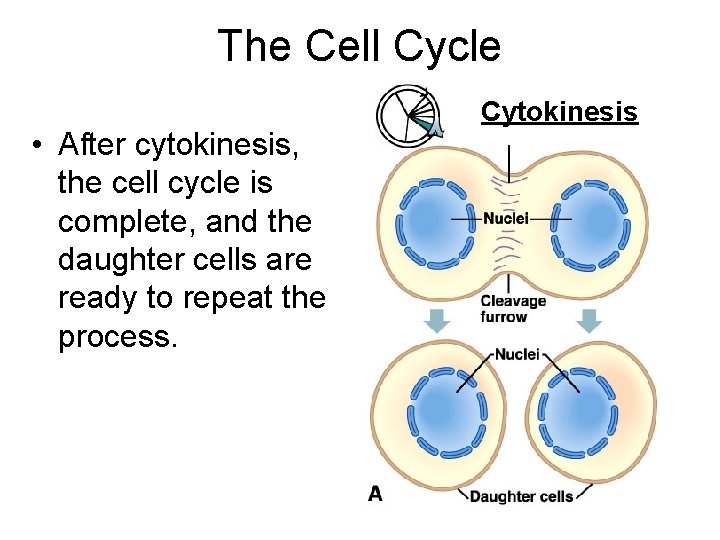 The Cell Cycle • After cytokinesis, the cell cycle is complete, and the daughter