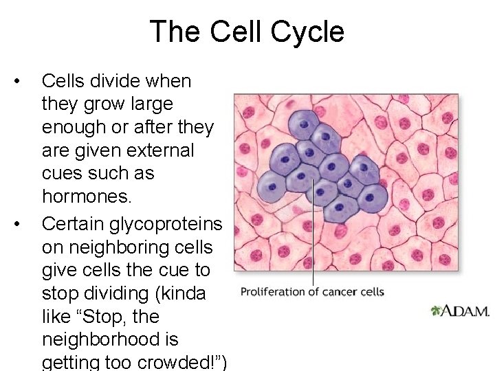 The Cell Cycle • • Cells divide when they grow large enough or after The Cell Cycle • • Cells divide when they grow large enough or after