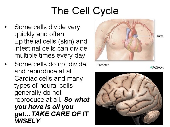 The Cell Cycle • • Some cells divide very quickly and often. Epithelial cells The Cell Cycle • • Some cells divide very quickly and often. Epithelial cells