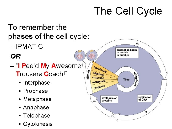 The Cell Cycle To remember the phases of the cell cycle: – IPMAT-C OR The Cell Cycle To remember the phases of the cell cycle: – IPMAT-C OR
