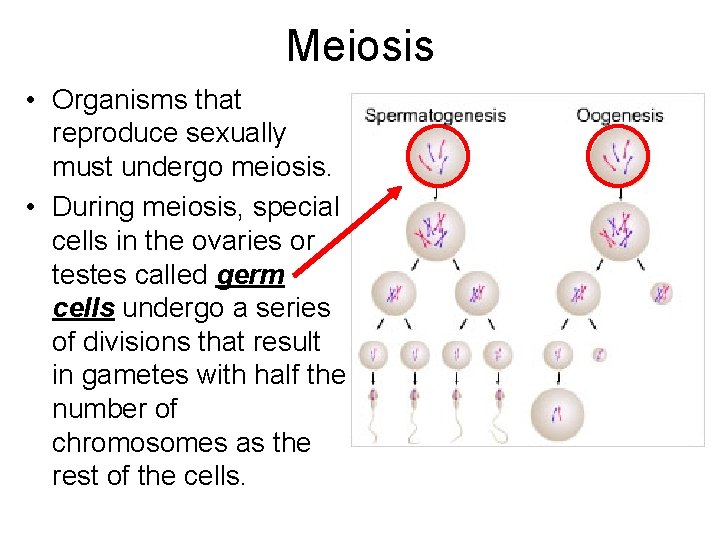 Meiosis • Organisms that reproduce sexually must undergo meiosis. • During meiosis, special cells