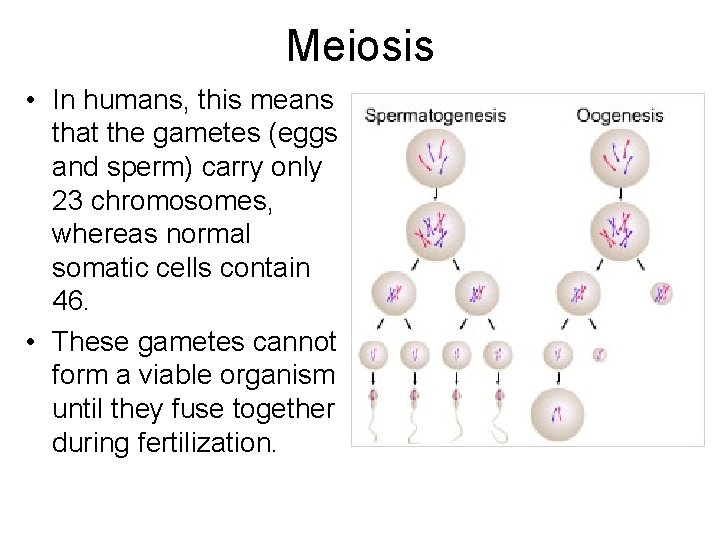 Meiosis • In humans, this means that the gametes (eggs and sperm) carry only