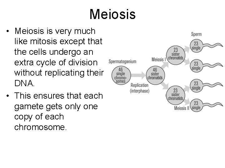 Meiosis • Meiosis is very much like mitosis except that the cells undergo an