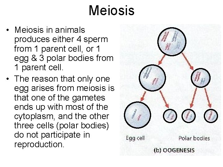 Meiosis • Meiosis in animals produces either 4 sperm from 1 parent cell, or