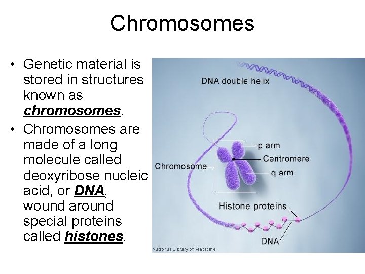 Chromosomes • Genetic material is stored in structures known as chromosomes. • Chromosomes are Chromosomes • Genetic material is stored in structures known as chromosomes. • Chromosomes are