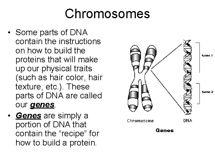 Chromosomes • Some parts of DNA contain the instructions on how to build the Chromosomes • Some parts of DNA contain the instructions on how to build the
