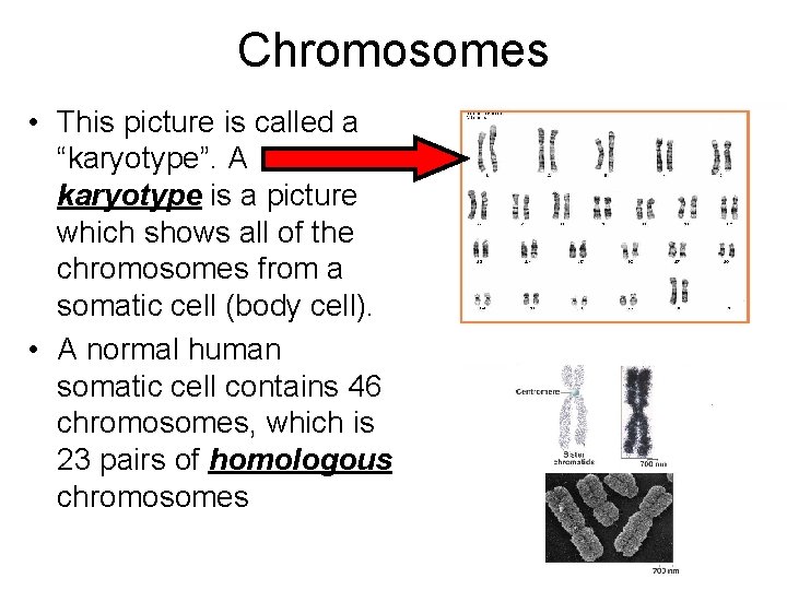 Chromosomes • This picture is called a “karyotype”. A karyotype is a picture which