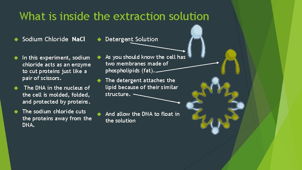 What is inside the extraction solution Sodium Chloride Na. Cl Detergent Solution In this