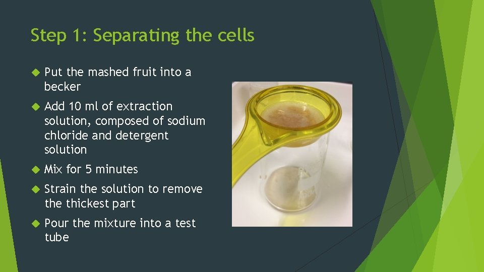 Step 1: Separating the cells Put the mashed fruit into a becker Add 10