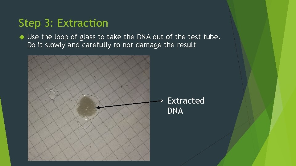 Step 3: Extraction Use the loop of glass to take the DNA out of