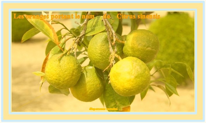 Les oranges portant le nom de Citrus sinensis diaporamas carminé 