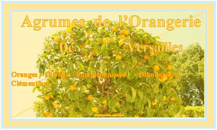 Agrumes de l’Orangerie Versailles De Oranges – Citrons – Pamplemousses Clémentines diaporamas carminé -