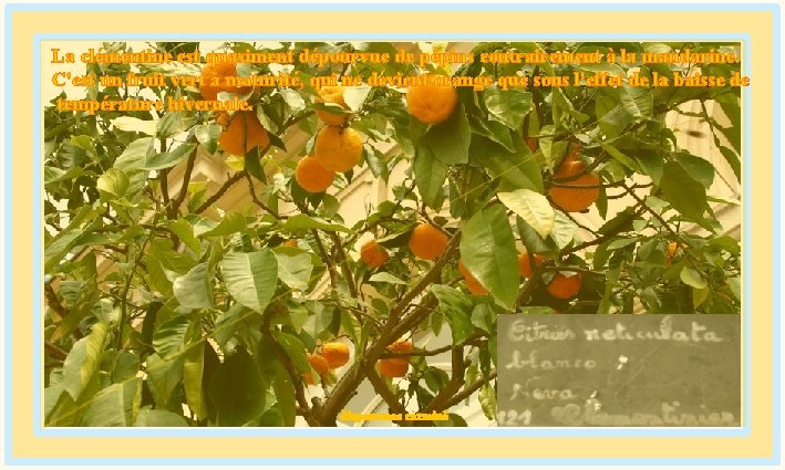 La clémentine est quasiment dépourvue de pépins contrairement à la mandarine. C'est un fruit