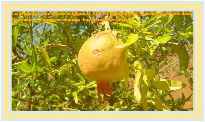 Le grenadier une espèce originaire Elle est cultivée dans tous les continents dans Des