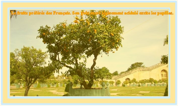 Le fruits préférés des Français. Son goût sucré légèrement acidulé excite les papilles. diaporamas