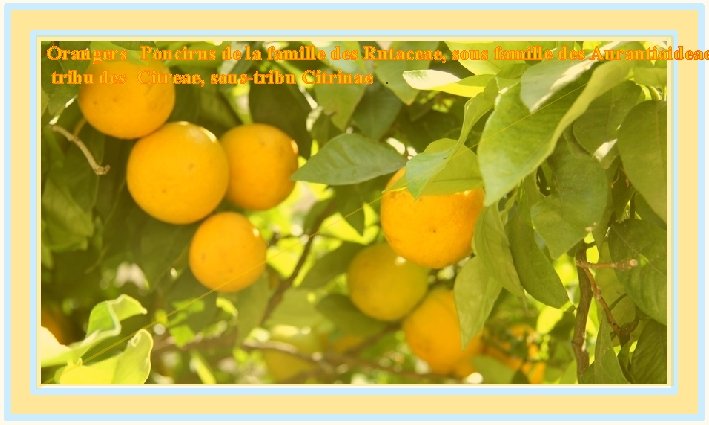 Orangers Poncirus de la famille des Rutaceae, sous famille des Aurantioideae tribu des Citreae,