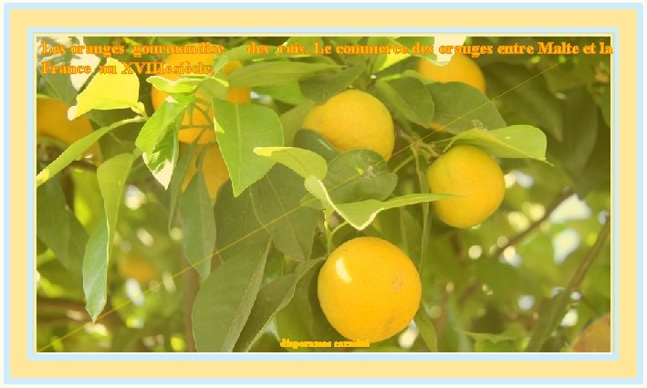 Les oranges gourmandise France au XVIIIe siècle, des rois. Le commerce des oranges entre