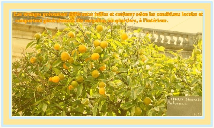 Les oranges présentent différentes tailles et couleurs selon les conditions locales et comportent généralement