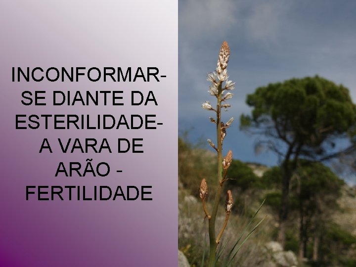 INCONFORMARSE DIANTE DA ESTERILIDADE A VARA DE ARÃO - FERTILIDADE INCONFORMARSE DIANTE DA ESTERILIDADE A VARA DE ARÃO - FERTILIDADE