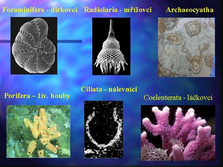Foraminifera - dírkovci Radiolaria - mřížovci Porifera – živ. houby Archaeocyatha Ciliata - nálevníci