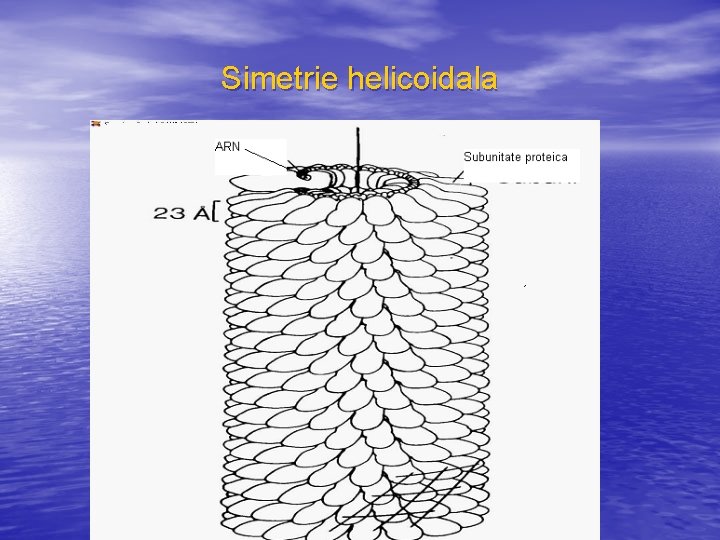 Simetrie helicoidala 