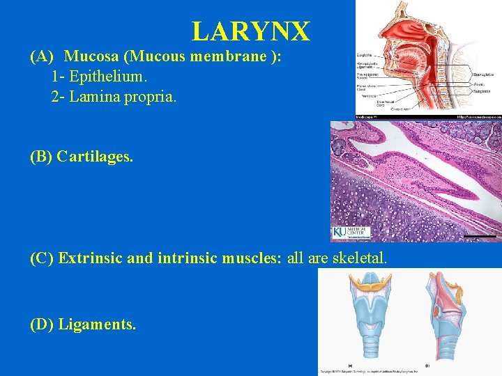 LARYNX (A) Mucosa (Mucous membrane ): 1 - Epithelium. 2 - Lamina propria. (B)