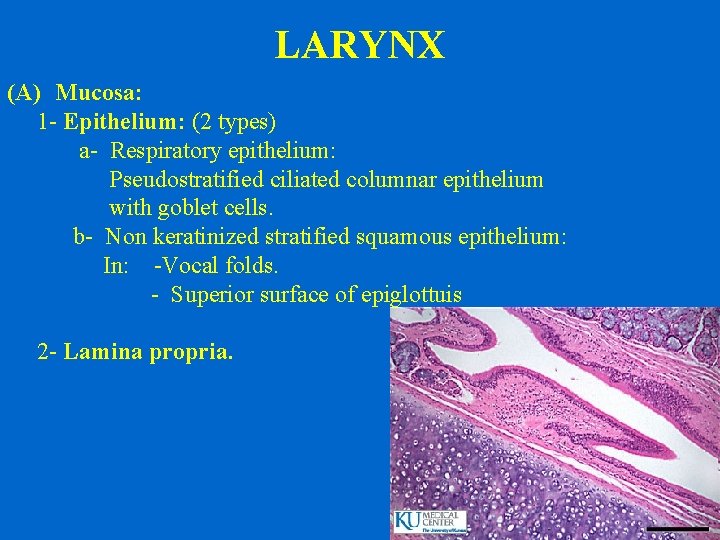 LARYNX (A) Mucosa: 1 - Epithelium: (2 types) a- Respiratory epithelium: Pseudostratified ciliated columnar