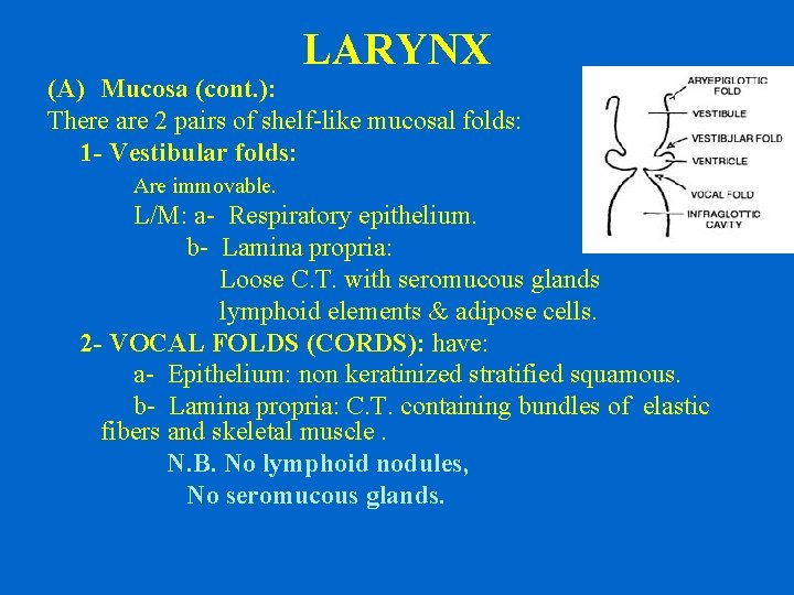 LARYNX (A) Mucosa (cont. ): There are 2 pairs of shelf-like mucosal folds: 1