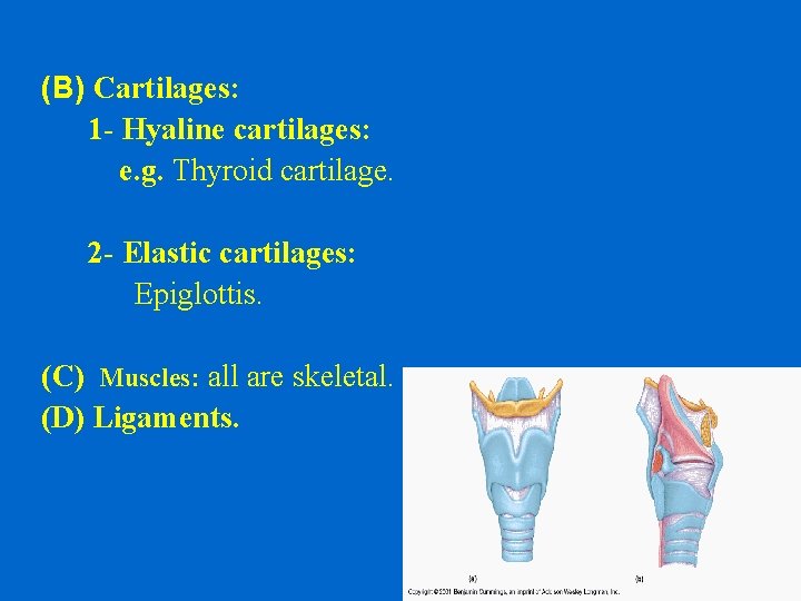 (B) Cartilages: 1 - Hyaline cartilages: e. g. Thyroid cartilage. 2 - Elastic cartilages: