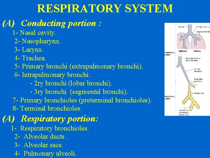 RESPIRATORY SYSTEM (A) Conducting portion : 1 - Nasal cavity. 2 - Nasopharynx. 3