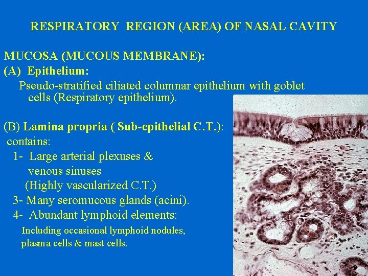 RESPIRATORY REGION (AREA) OF NASAL CAVITY MUCOSA (MUCOUS MEMBRANE): (A) Epithelium: Pseudo-stratified ciliated columnar