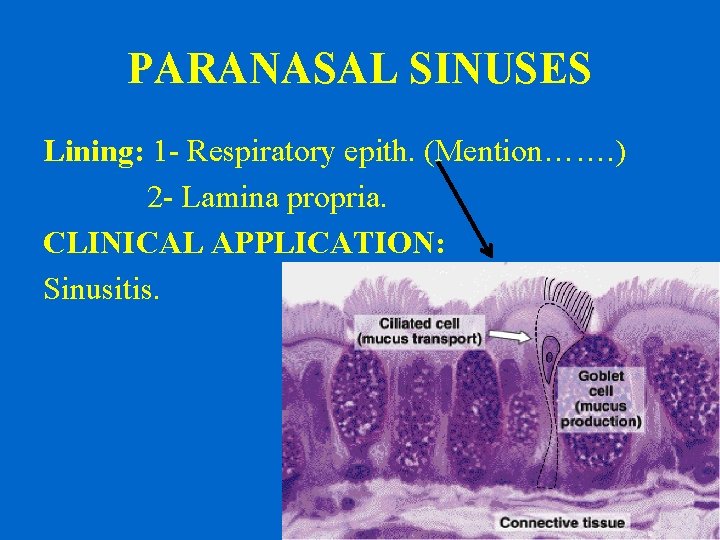 PARANASAL SINUSES Lining: 1 - Respiratory epith. (Mention……. ) 2 - Lamina propria. CLINICAL