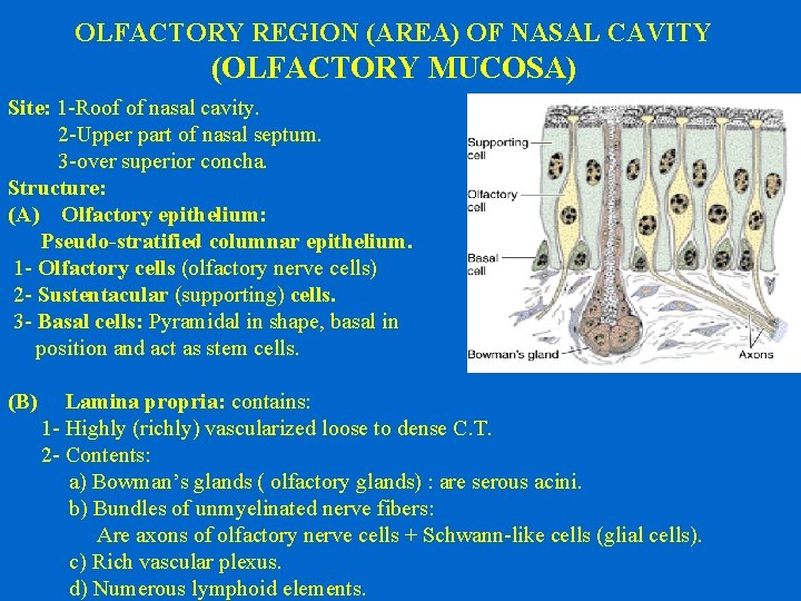 OLFACTORY REGION (AREA) OF NASAL CAVITY (OLFACTORY MUCOSA) Site: 1 -Roof of nasal cavity.