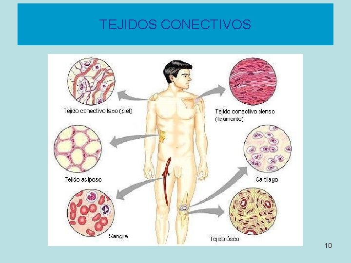 TEJIDOS CONECTIVOS 10 