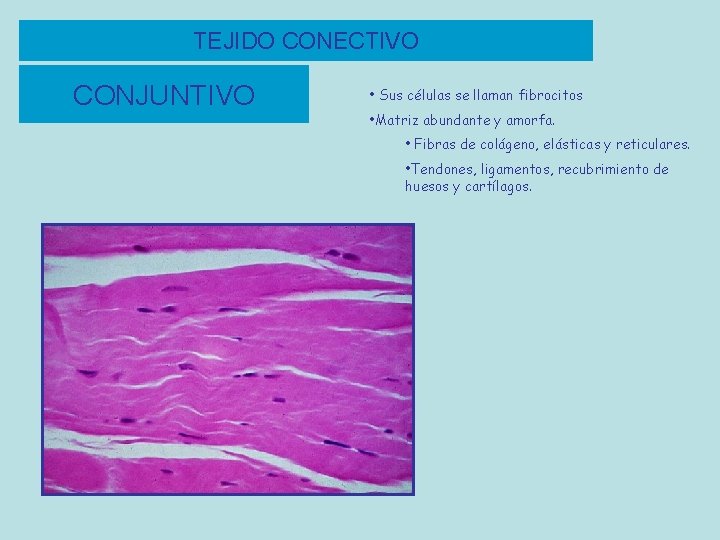 TEJIDO CONECTIVO CONJUNTIVO • Sus células se llaman fibrocitos • Matriz abundante y amorfa.