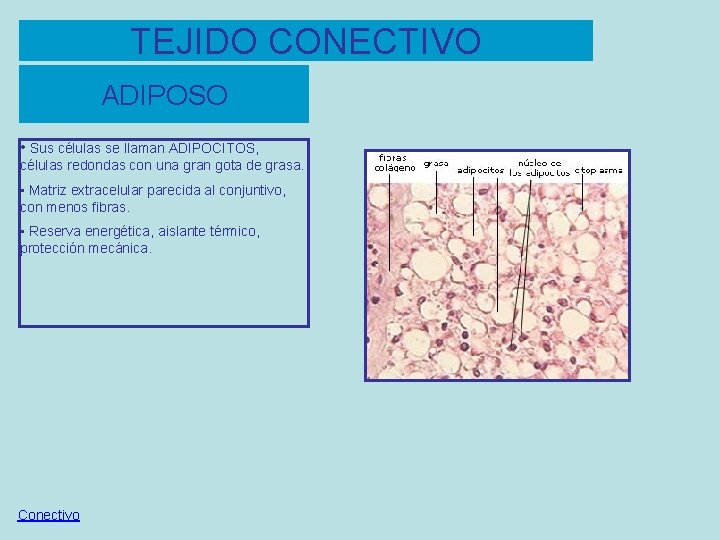 TEJIDO CONECTIVO ADIPOSO • Sus células se llaman ADIPOCITOS, células redondas con una gran