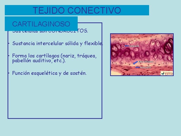 TEJIDO CONECTIVO CARTILAGINOSO • Sus células son CONDROCITOS. • Sustancia intercelular sólida y flexible.