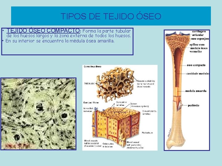 TIPOS DE TEJIDO ÓSEO • TEJIDO ÓSEO COMPACTO: Forma la parte tubular de los