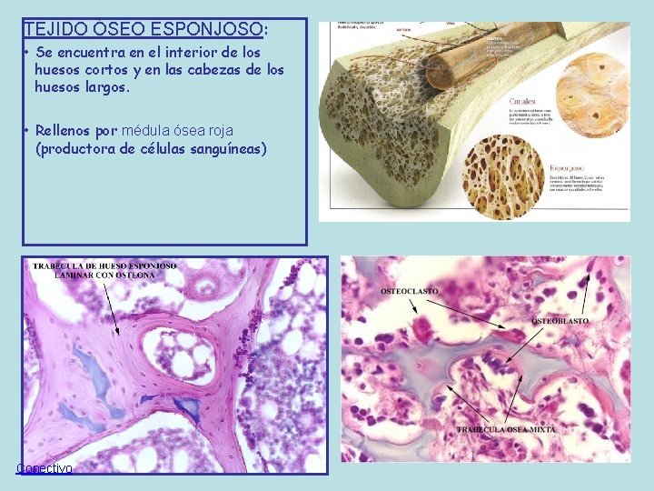 TEJIDO ÓSEO ESPONJOSO: • Se encuentra en el interior de los huesos cortos y