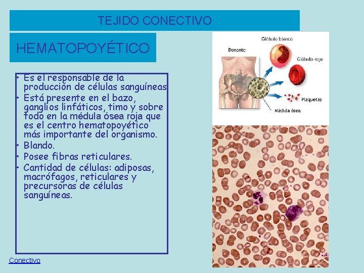 TEJIDO CONECTIVO HEMATOPOYÉTICO • Es el responsable de la producción de células sanguíneas. •