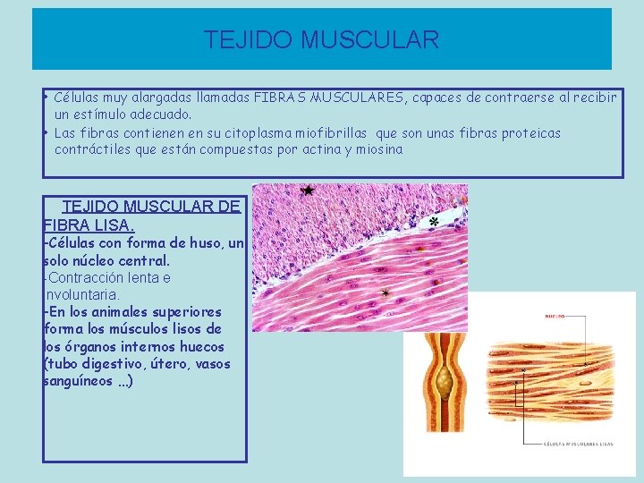 TEJIDO MUSCULAR • Células muy alargadas llamadas FIBRAS MUSCULARES, capaces de contraerse al recibir