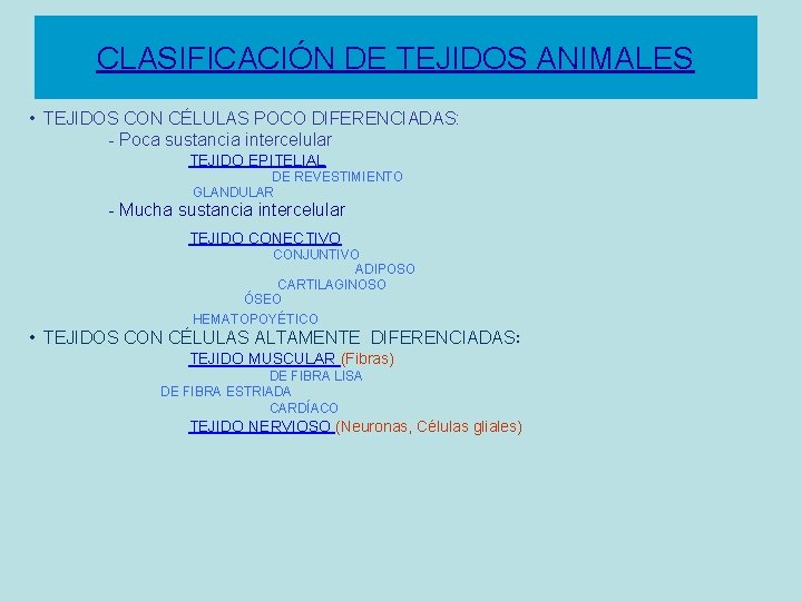 CLASIFICACIÓN DE TEJIDOS ANIMALES • TEJIDOS CON CÉLULAS POCO DIFERENCIADAS: - Poca sustancia intercelular
